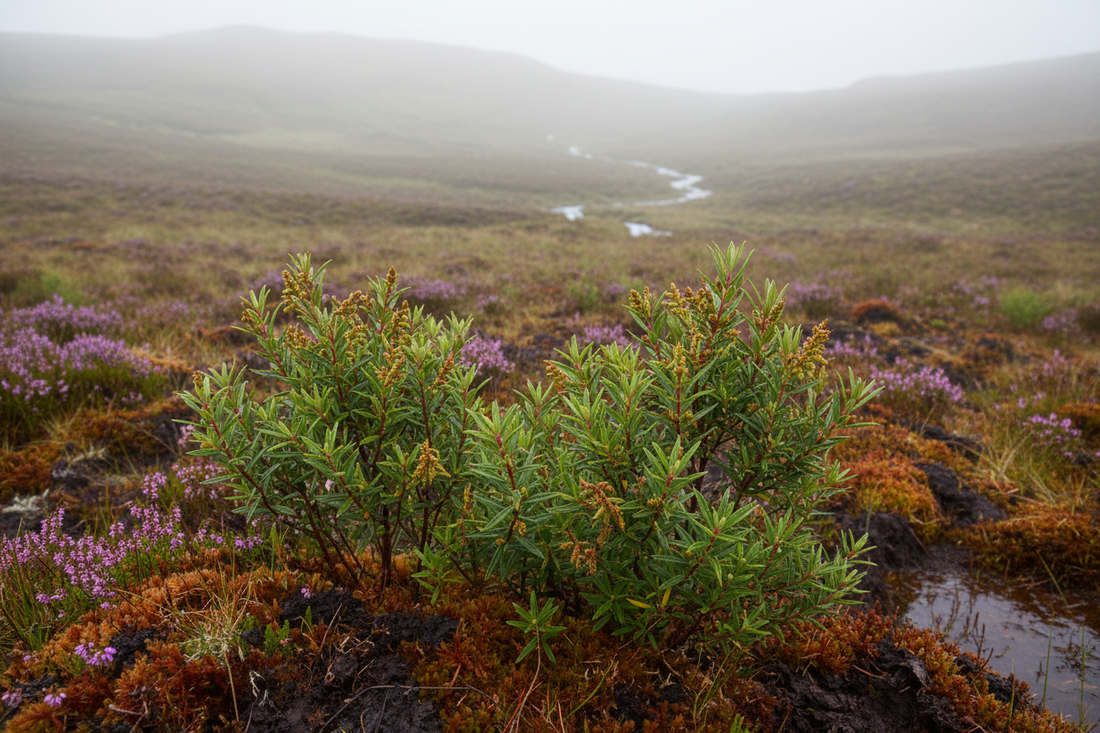 A Scottish Bog Myrtle plant in its native habitat