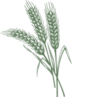 Barley Extract