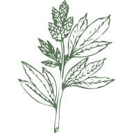 Myrtle Essential Oil