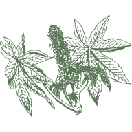 Castor Oil
