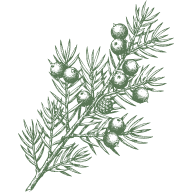 Juniper Berry Essential Oil