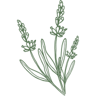 Lavender Extract