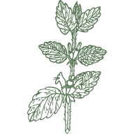 Lemon Balm
