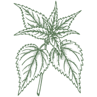 Nettle Leaf