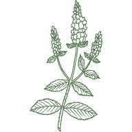 Peppermint Essential Oil
