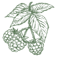 Raspberry Leaf