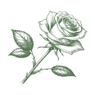 Rose Flower
