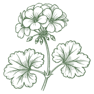 Rose Geranium Oil