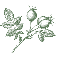Rose Hips