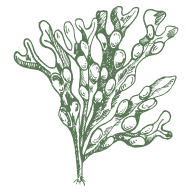 Seaweed