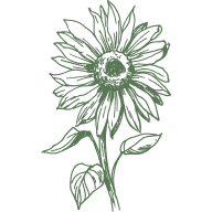 Sunflower Oil