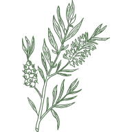 Tea Tree Essential Oil