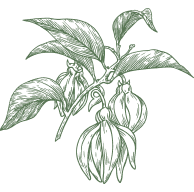 Ylang Ylang Essential Oil